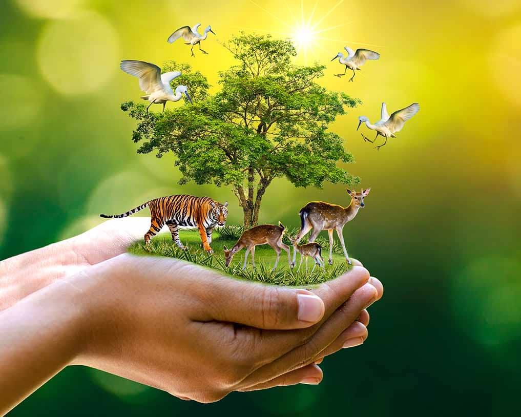 World Wildlife Day 2024